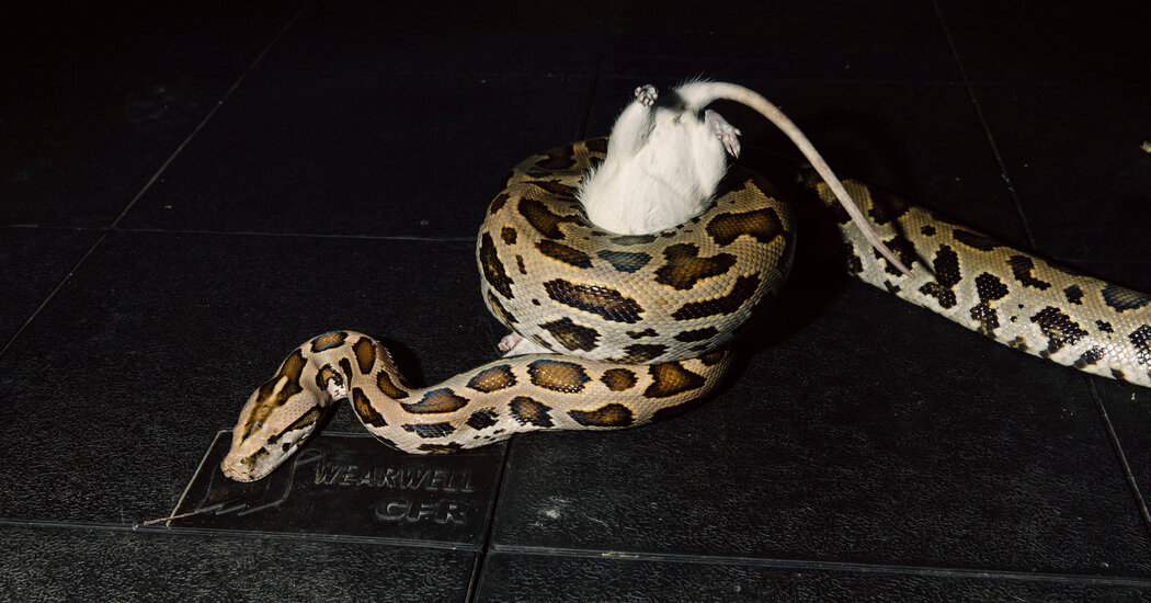 How Boa Constrictors Breathe While Squeezing the Life Out of Their Prey