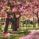Where to Enjoy New York City’s Cherry Blossoms