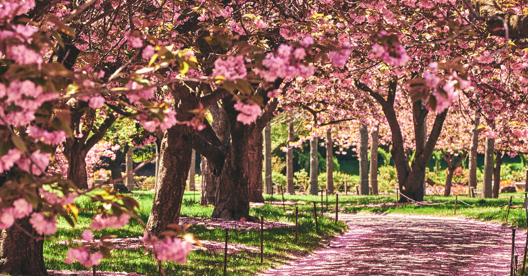 Where to Enjoy New York City’s Cherry Blossoms