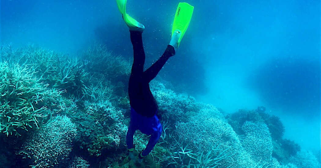 ‘Can’t Cope’: Australia’s Great Barrier Reef Suffers 6th Mass Bleaching Event