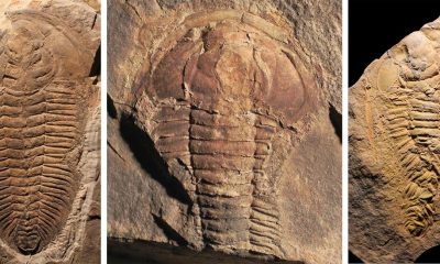 Cannibalism Is More Ancient Than Once Thought, Trilobite Fossils Suggest