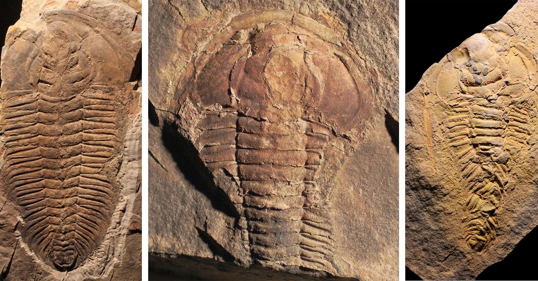 Cannibalism Is More Ancient Than Once Thought, Trilobite Fossils Suggest