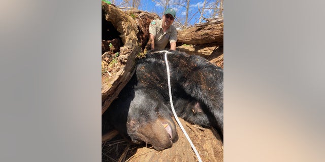 Wildlife officials were able to tranquilize the bear in the wild, which allowed them to safely transport it to a location away from humans.