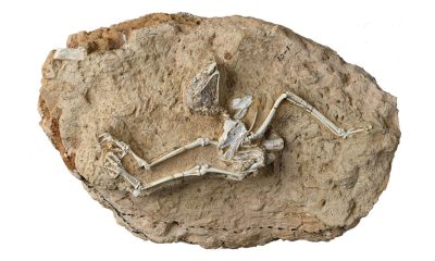 Fossil Holds Clues to How Some Owls Evolved Into Daytime Hunters