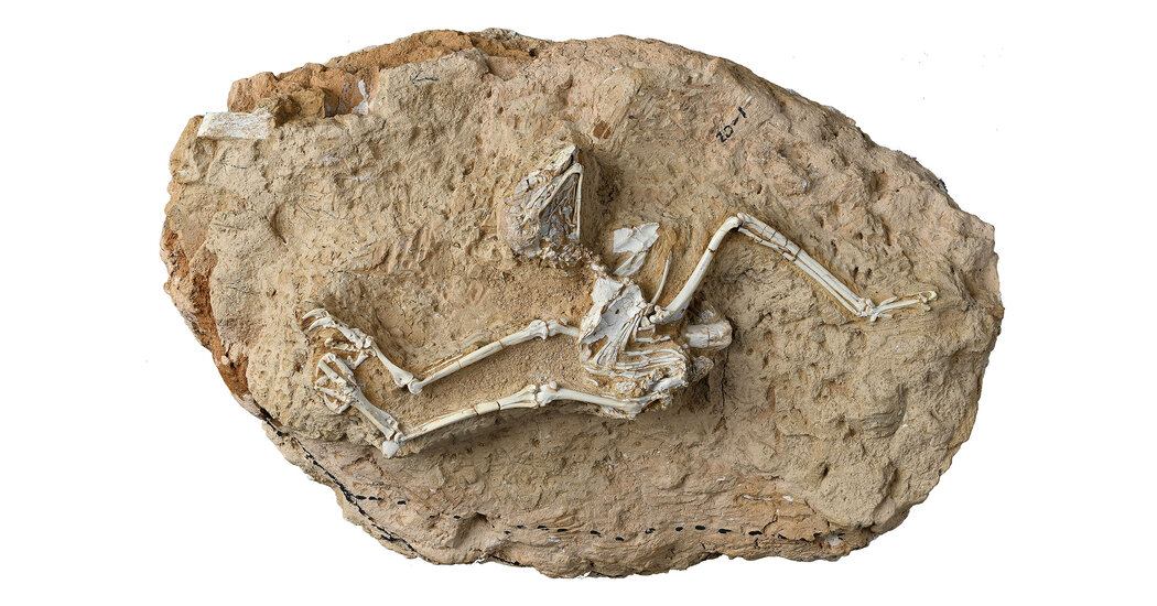 Fossil Holds Clues to How Some Owls Evolved Into Daytime Hunters