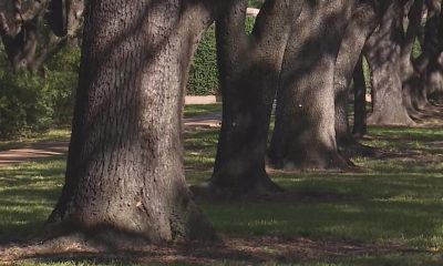 Pollen problems: Doctor shares tips to alleviate allergy symptoms