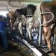 Milk prices soar as Ukraine war threatens cow feed and fertiliser supplies