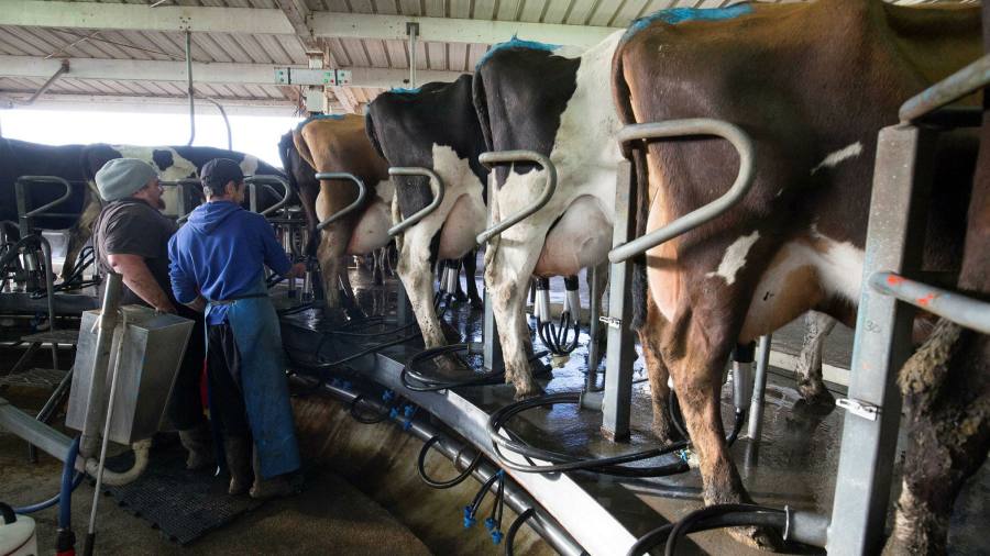 Milk prices soar as Ukraine war threatens cow feed and fertiliser supplies