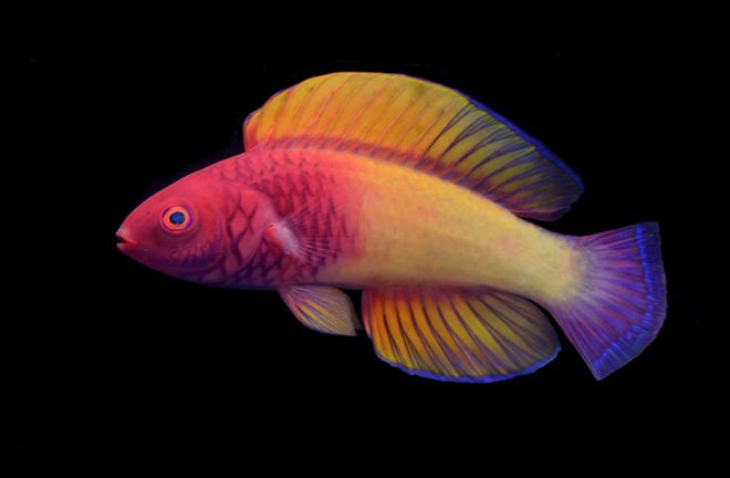 The rose-veiled fairy wrasse is a new species of fish discovered in the Maldives.