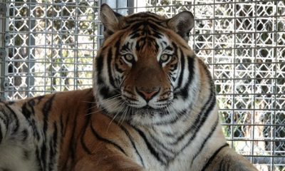 Tiger named Putin unexpectedly dies at Minnesota Zoo during procedure