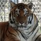 Tiger named Putin unexpectedly dies at Minnesota Zoo during procedure