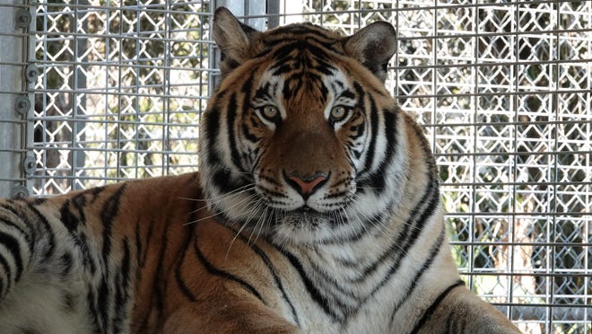 Tiger named Putin unexpectedly dies at Minnesota Zoo during procedure