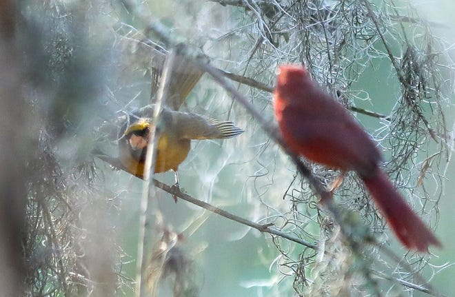 A yellow cardinal, which is thought to be a one in a million mutation, hops on a branch as he plays with a red cardinal in a wooded area on the University of Florida campus, in Gainesville, March 3, 2022.