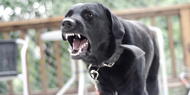 angry fierce dog barking