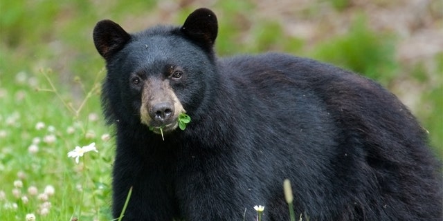 The decision to allow hunting was made in response to the state's Black Bear Management plant, which was created in response to the growing population of bears in the state.