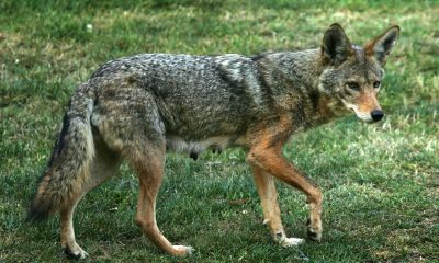 Pet owners should watch out for coyotes on the prowl