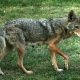 Pet owners should watch out for coyotes on the prowl