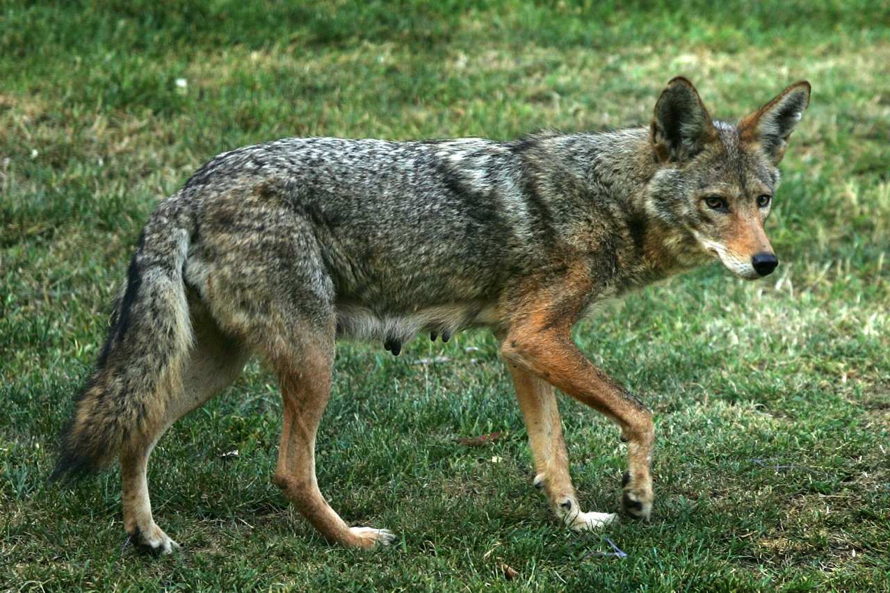 Pet owners should watch out for coyotes on the prowl