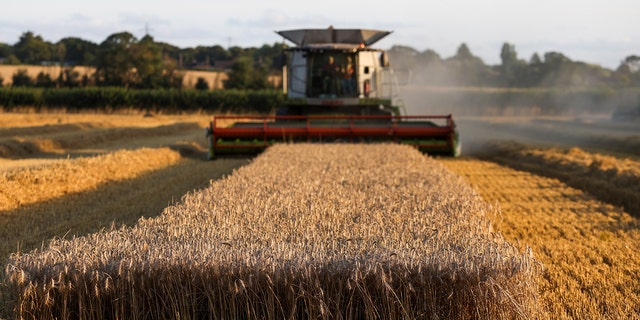 A Lexion combine harvester cuts through a field of wheat during a harvest in Benfleet, U.K., on Tuesday, Aug. 24, 2021.