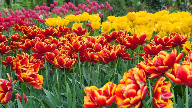 A bed of tulips of various colors.