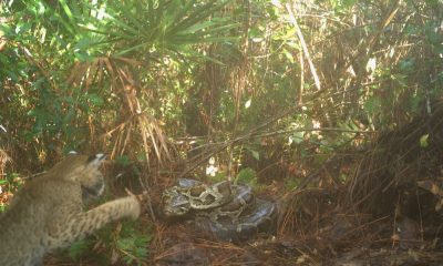 Burmese python and bobcat face off as snake tries to protect nest: ‘1st recorded instance’