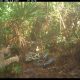 Burmese python and bobcat face off as snake tries to protect nest: ‘1st recorded instance’