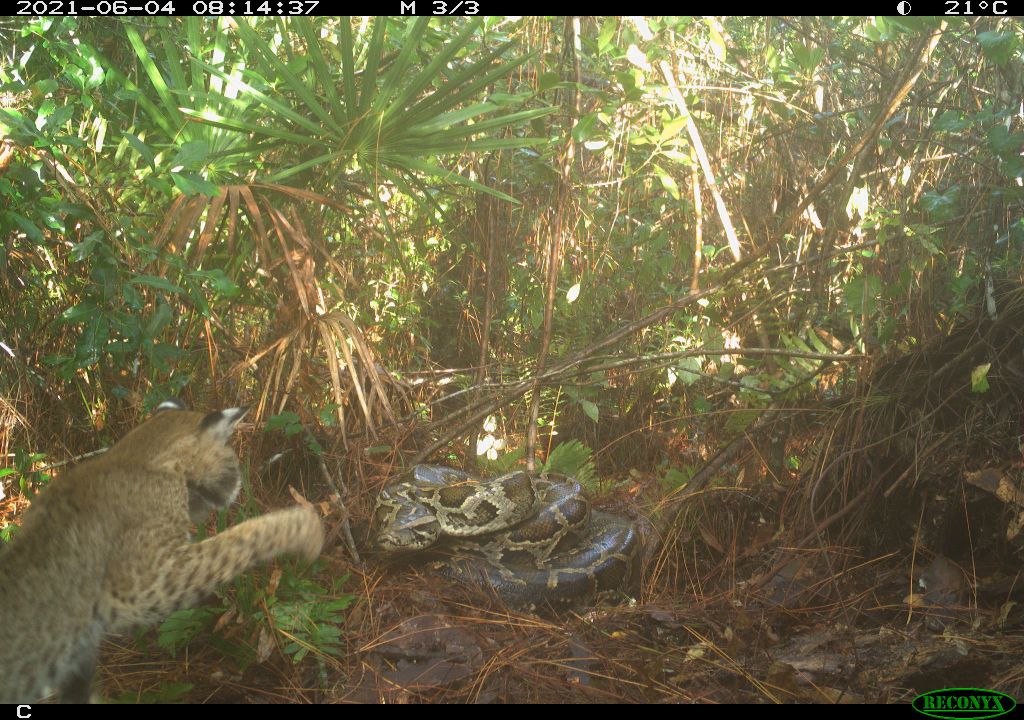 Burmese python and bobcat face off as snake tries to protect nest: ‘1st recorded instance’