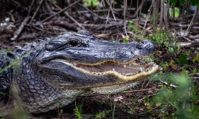 Florida driver dies after crashing into 11-foot alligator on the road