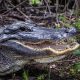 Florida driver dies after crashing into 11-foot alligator on the road