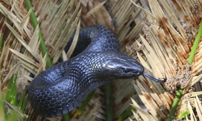 Eastern indigo snake found in Alabama for the second time in more than 60 years