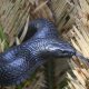 Eastern indigo snake found in Alabama for the second time in more than 60 years