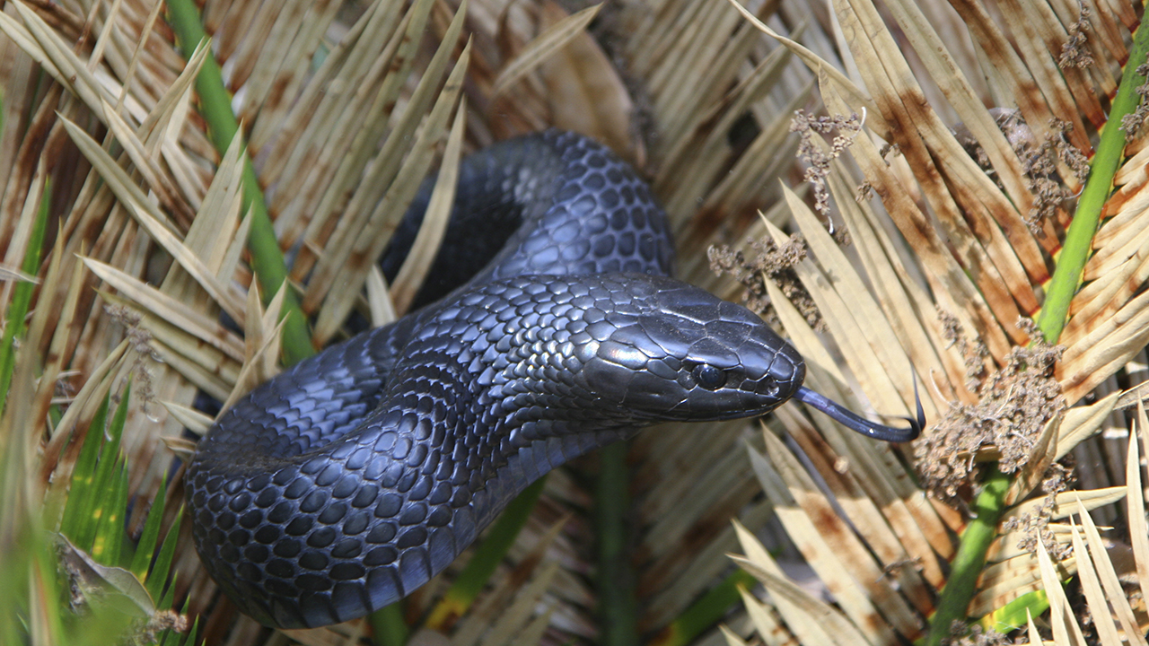 Eastern indigo snake found in Alabama for the second time in more than 60 years