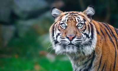 Tiger mauls Florida man at airboat attraction, authorities say