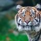Tiger mauls Florida man at airboat attraction, authorities say