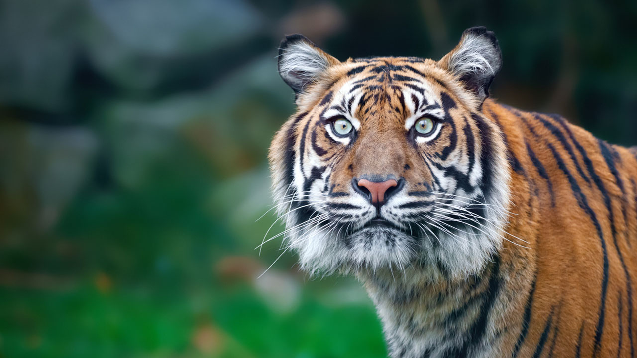 Tiger mauls Florida man at airboat attraction, authorities say