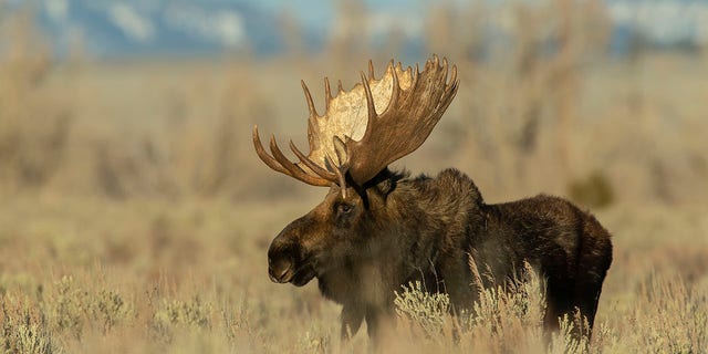Moose make good targets for ticks due to their grooming habits.