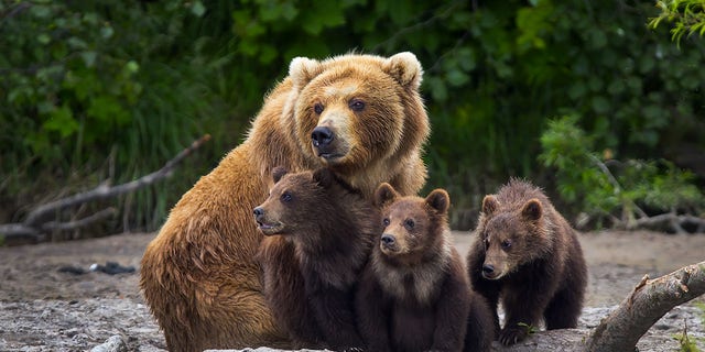 The cubs' original mother bear was never located, so they could not be returned to her.