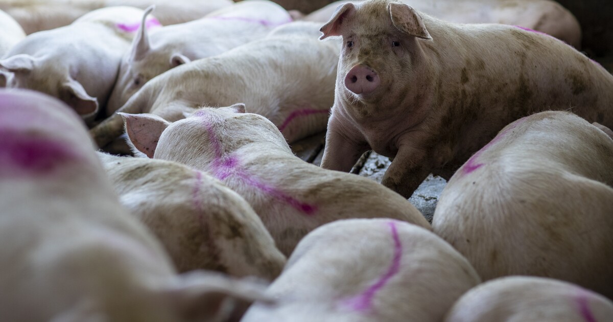 Supreme Court agrees to hear pork producers’ challenge to California animal anti-cruelty law