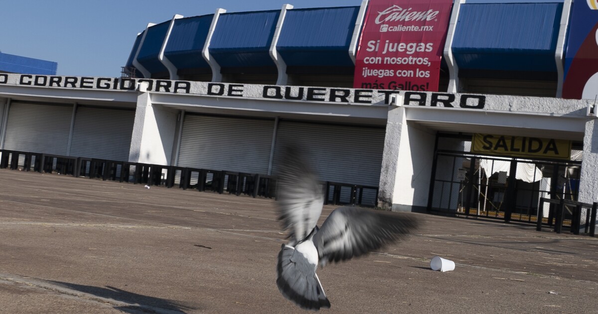 Querétaro fans accept sanctions but wonder if cartels played a role in soccer brawl