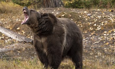 Montana father of 4 killed in apparent grizzly bear attack at Yellowstone National Park