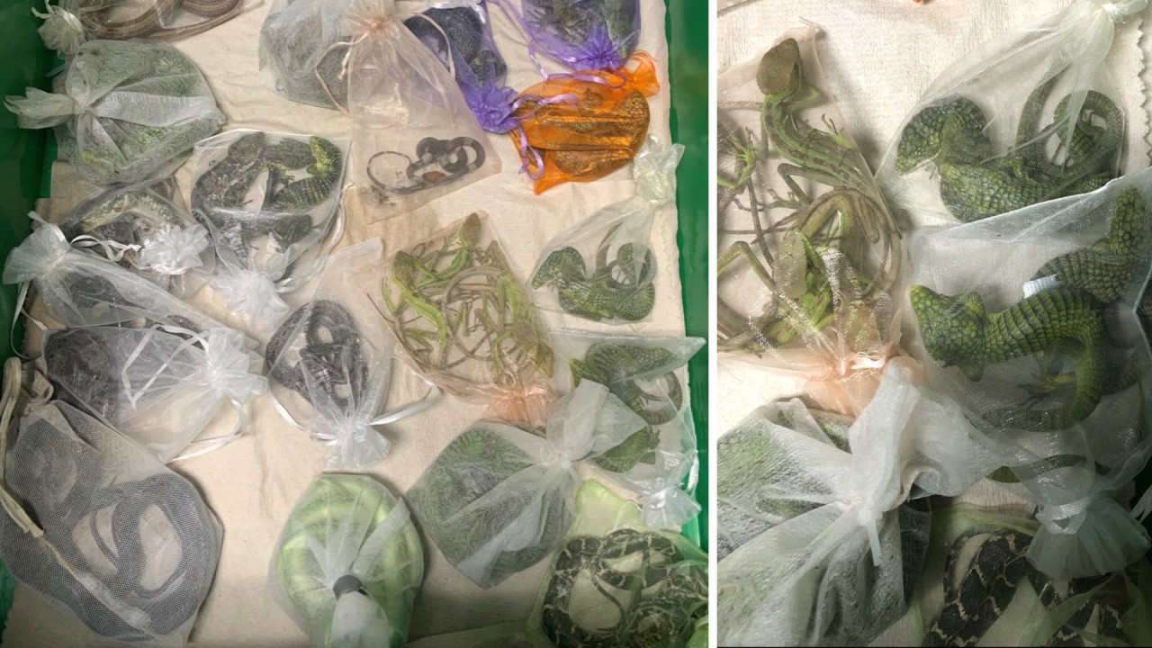 Oxnard man charged with smuggling 1,700 reptiles into the U.S., including in his clothes: DOJ