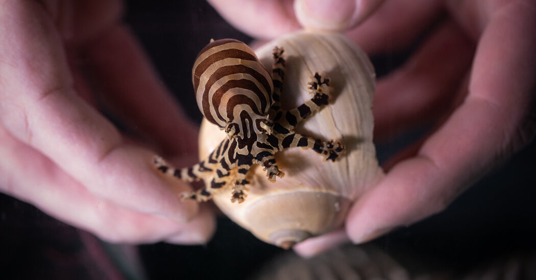 The Search for a Model Octopus That Won’t Die After Laying Its Eggs