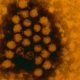 Why a Coronavirus-Flu ‘Twindemic’ May Never Happen