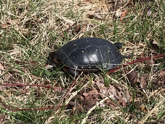 A turtle rests in the sun on a dry, sandy path along the impoundment.