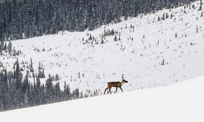 In Quebec, the Clash Over Caribou Heats Up