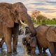 U.S. Allows Hunters to Import Some Elephant Trophies From African Countries