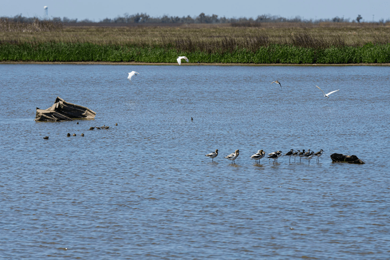 Long-legged birds stand in blue water with marshy grass in the background. White birds fly above them. Debris is sticking out of the water.