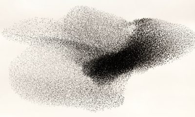 Gazing at the ‘Black Sun’: The Transfixing Beauty of Starling Murmurations