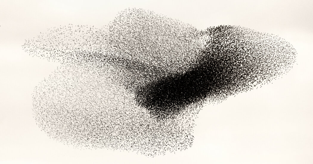 Gazing at the ‘Black Sun’: The Transfixing Beauty of Starling Murmurations