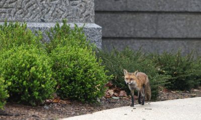 Capitol Fox’s Three Kits Euthanized After Rabies Exposure